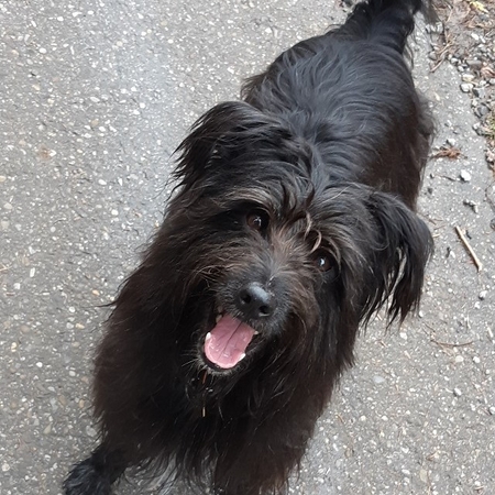 Hundetreffen 2019 im Allgäu (17)